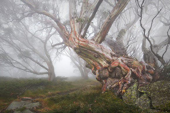 Leaning Snowgum - Thredbo NSW