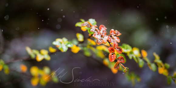 Frosty Fagus