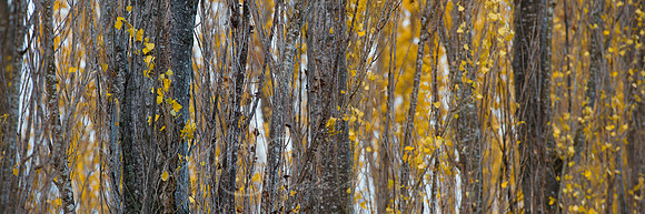 Poplar Intimate