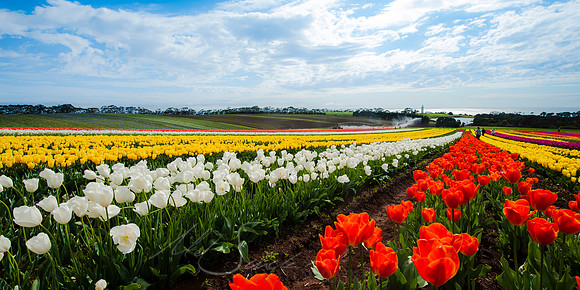 Wynard Tulips