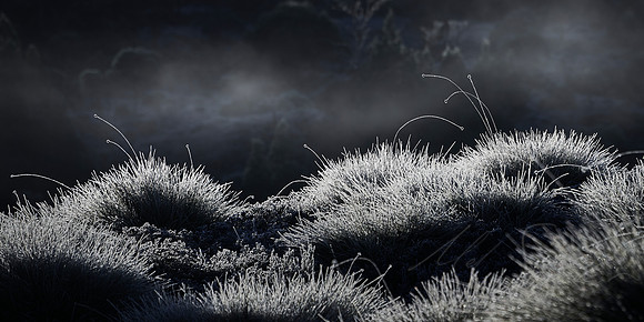 Buttongrass - Cradle Mountain TAS