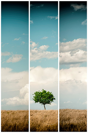 One Tree Hill
