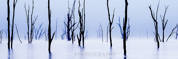 Twigs II