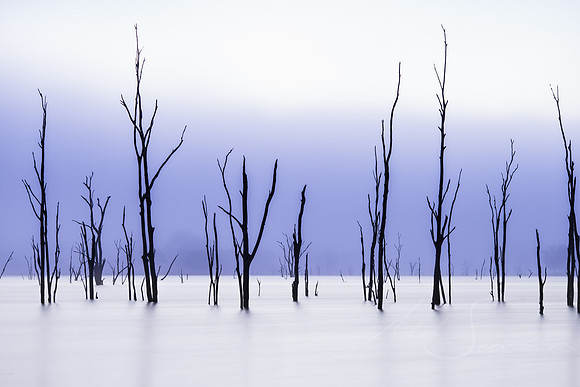 Twigs
