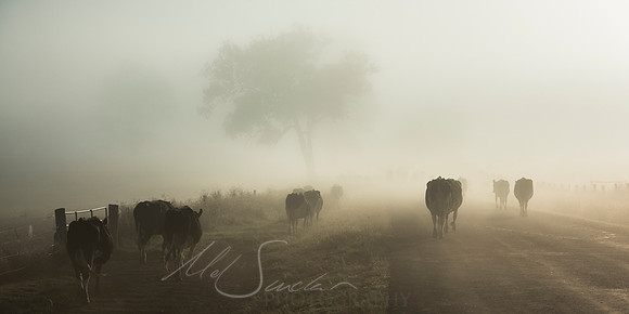 The Migration