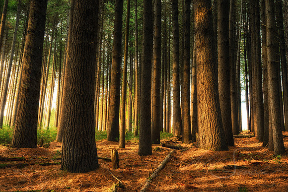 Vale Sugar Pine Forest