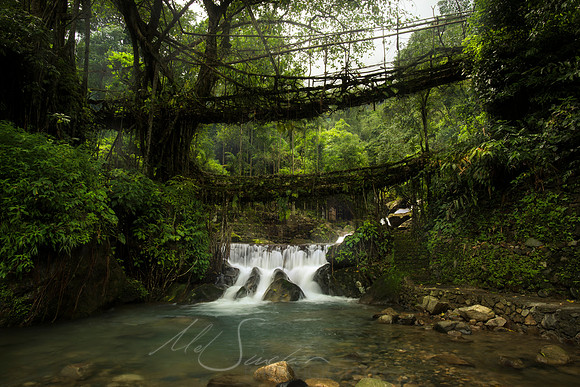 Living Root Bridge