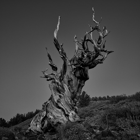 Methuselah - Inyo, CA USA