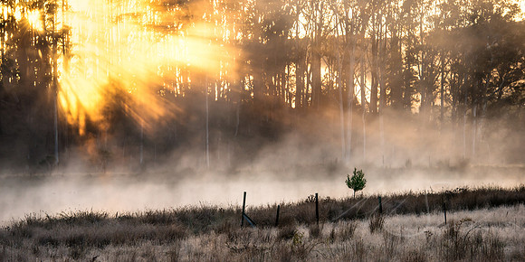 Fog Ambience