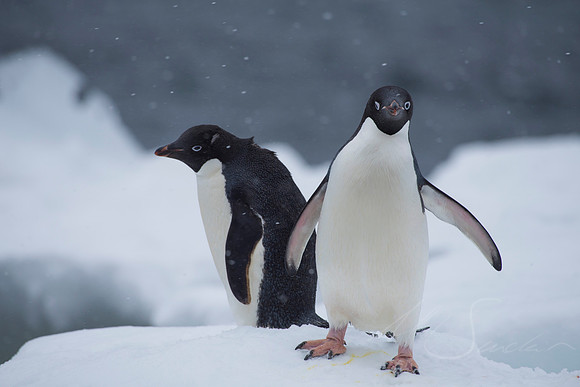 Gentoo Penguin