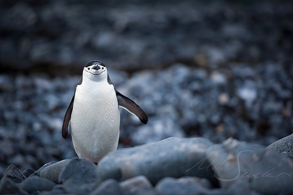 Sir Chinstrap