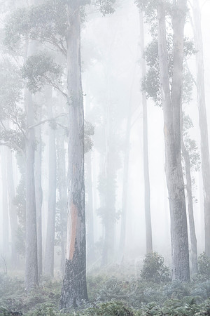 Mist
