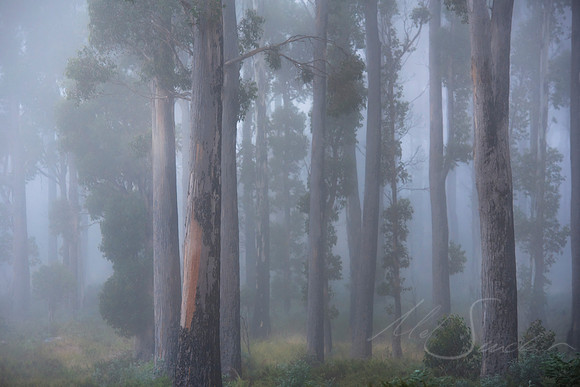 Through The Trees