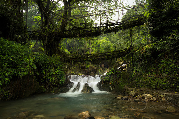 Living Root Bridge