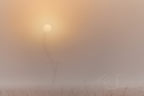 Rise - Purga QLD