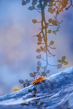 Textures of Fagus