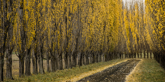 Lollipoplars