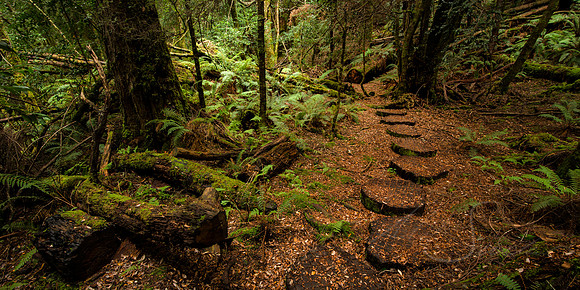 Down The Forest Path