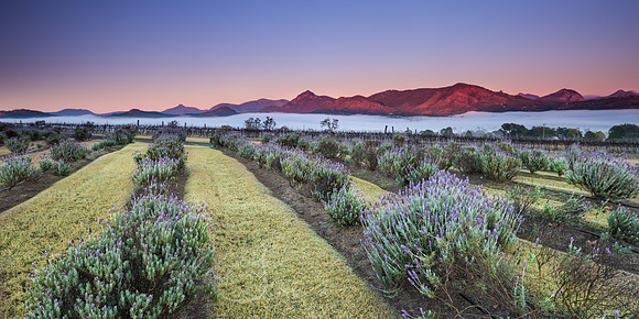Misty Lavendar