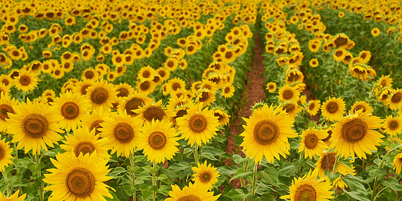 Hami Flowers