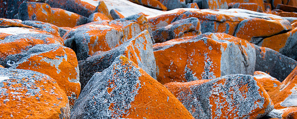 Tasmanian Orange