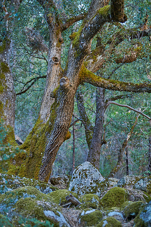 Deep Forest