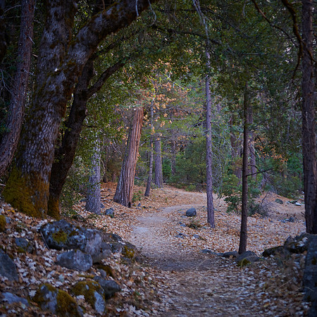 Path Ahead