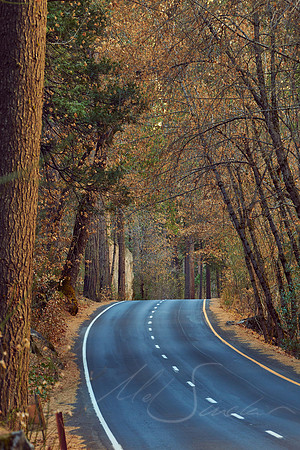 Into The Park