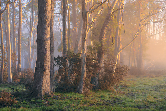 Witnesses - Meander Valley, TAS