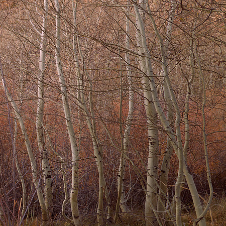 Junes Trees