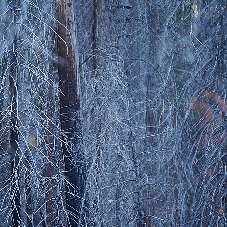 Many Tree Details