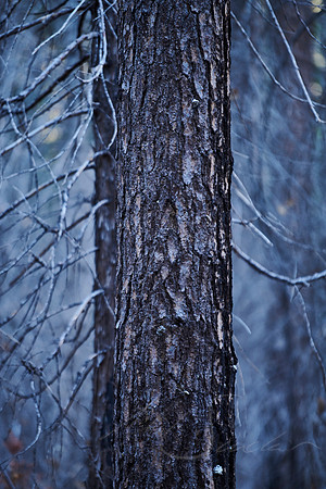 Yosemite Tree Detail