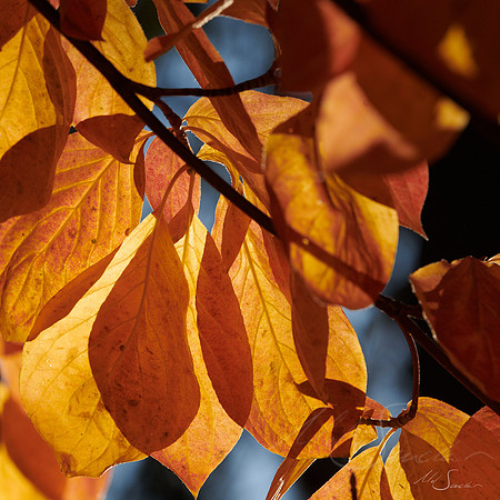 Late Autumn Leaves II