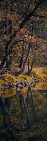 Tree Textures
