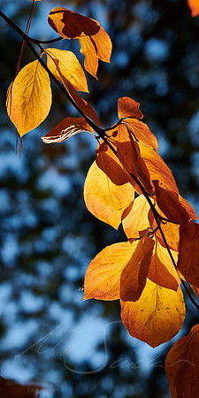 Late Autumn Leaves