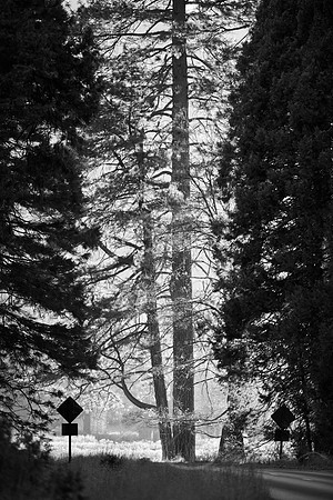 Into the Light