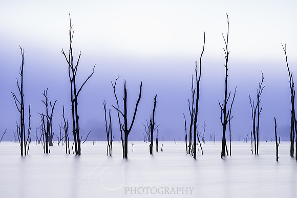 Twigs