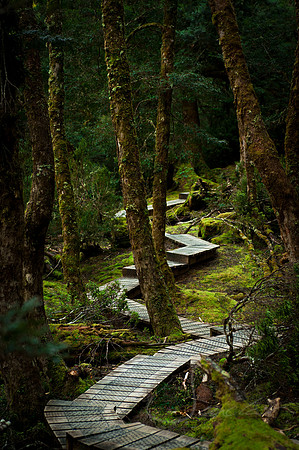 Zig Zag Rainforest