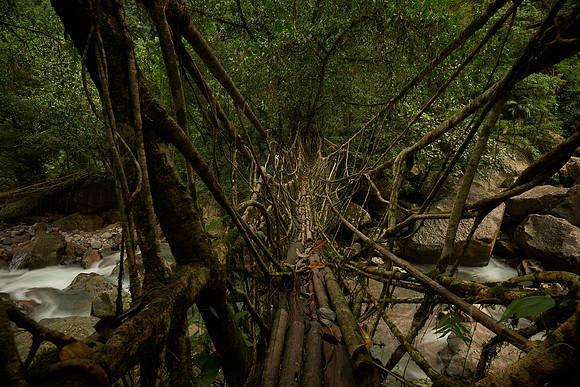 Living Root Baby II