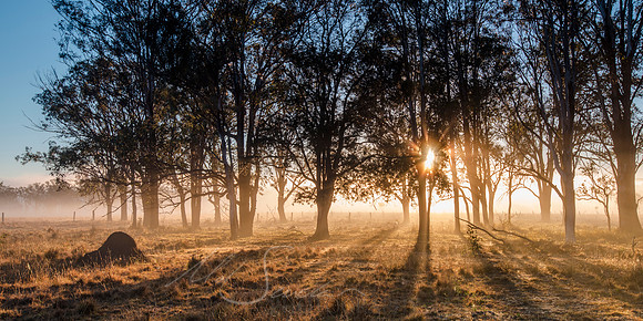 Glowing Morning