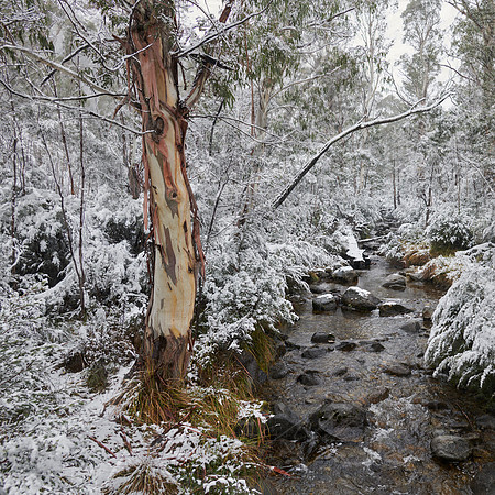 It's All White - Thredbo, NSW