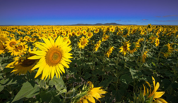 One Sunny Day