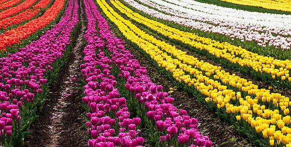 Table Cape Tulips