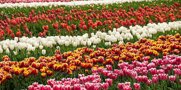 Table Cape Tulips 2