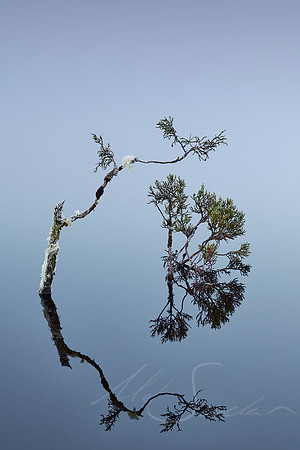 Bonsai - Cradle Mountain, TAS