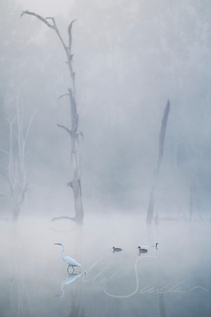 No Egrets - Wyaralong QLD