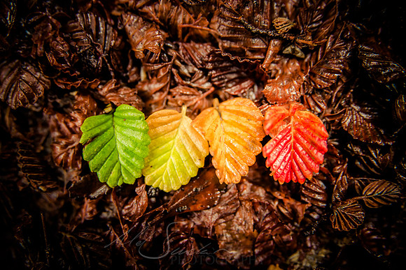 The Turning Of The Fagus