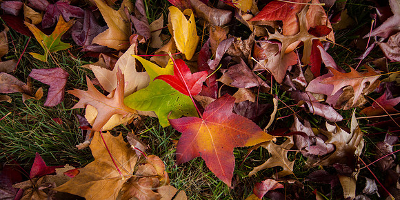 Autumn Leaves